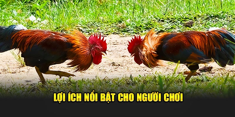 Lợi ích nổi bật cho người chơi