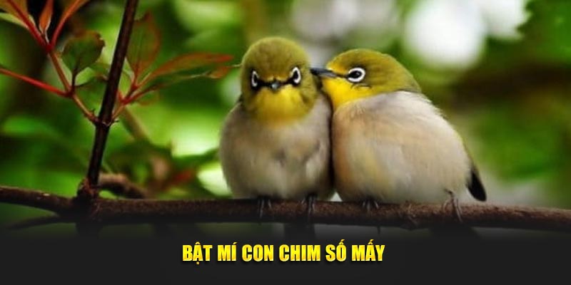 Bật mí con chim số mấy