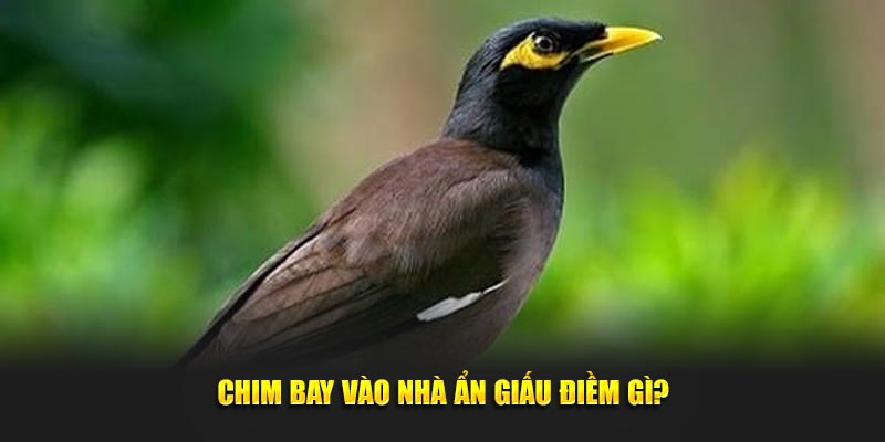 Chim bay vào nhà ẩn giấu điềm gì?