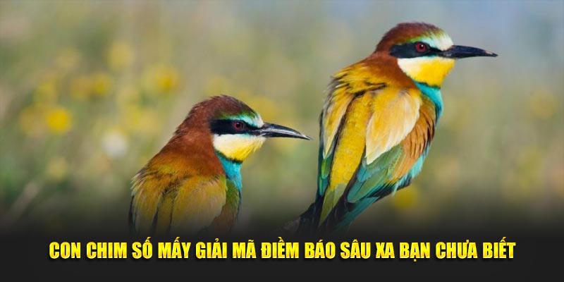 Con Chim Số Mấy Giải Mã 5 Điềm Báo Sâu Xa Bạn Chưa Biết